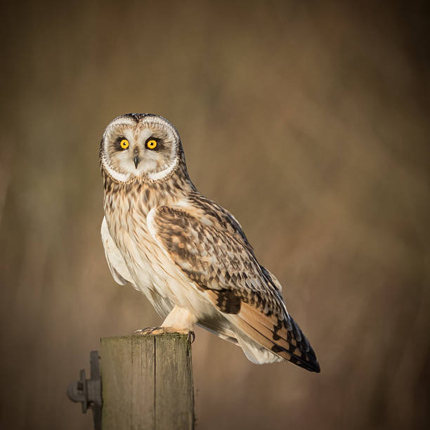istock Wild Short eared owl sitting on fence post 545361516
