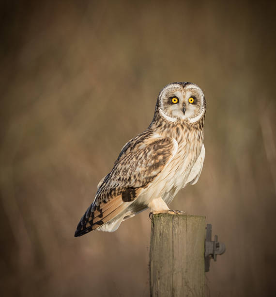 istock Wild Short eared owl sitting on fence post sitting sideways 545361540