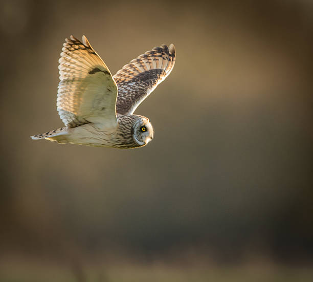 istock Wild Short eared owl in flight looking forward, wings up 545362212