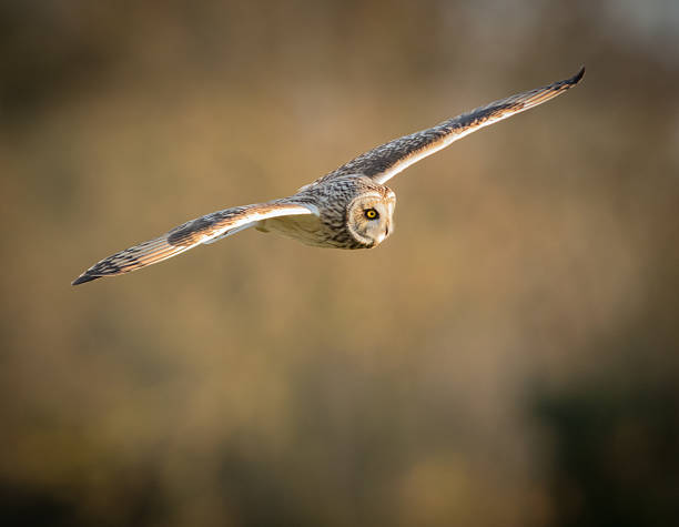 istock Wild Short eared owl in flight with straight wings 545362316