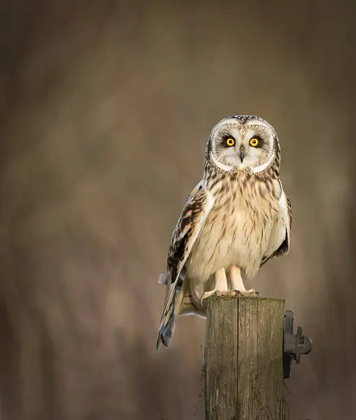 Wild Short eared owl sitting on fence post and looking into the picture (Asio flammeus)