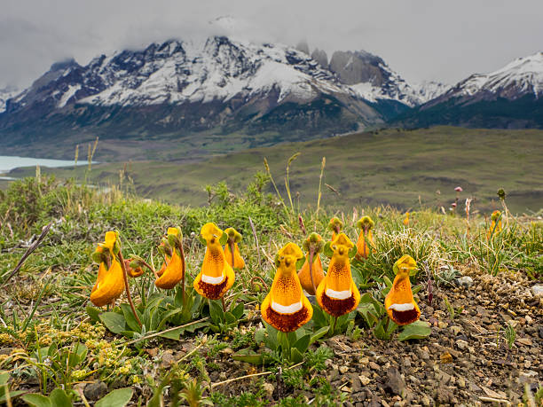 Virgin's slipper Calceolaria uniflora Patagonia Torres del Paine National Park The Virgin's Slipper is a wildflower found in mountainous regions of Patagonia ( Southern Chile and Argentinia). Also know as Darwin's Slipper or Maiden's Slipper, or, in Spanish, Zapatito de la Virgen. it also once had the scientific name Calceolaria darwinii. It is now called Calceolaria uniflora. Shown here in Torres del Painne National Park, with Lago Nordenskjold in the background. Behind that are snow covered mountains with some of towers for which the park is named peaking out from behind a mountain.  calceolaria stock pictures, royalty-free photos & images