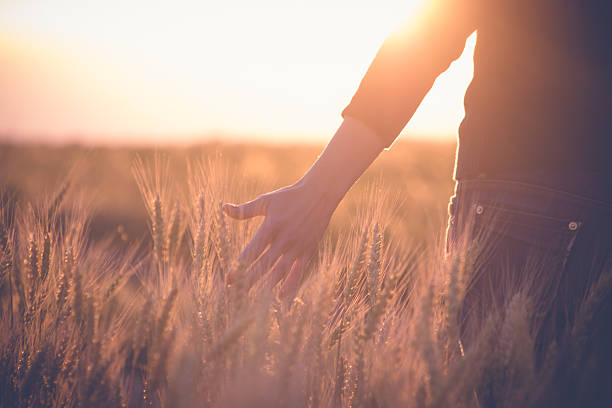 istock Woman in a wheat field in the sun 545365062