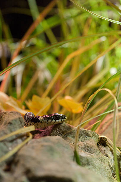 istock Grass Snake (Natrix natrix) on Stone in fornt of Grass 545365550