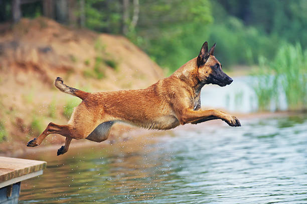 istock Belgian Shepherd dog Malinois jumping into water 545366266