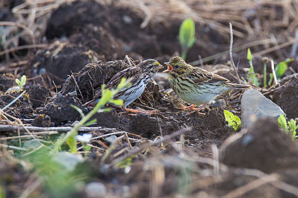 savannah sparrow - passerculus sandwichensis imagens e fotografias de stock