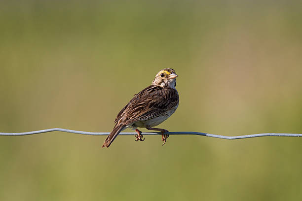 savannah sparrow - passerculus sandwichensis imagens e fotografias de stock