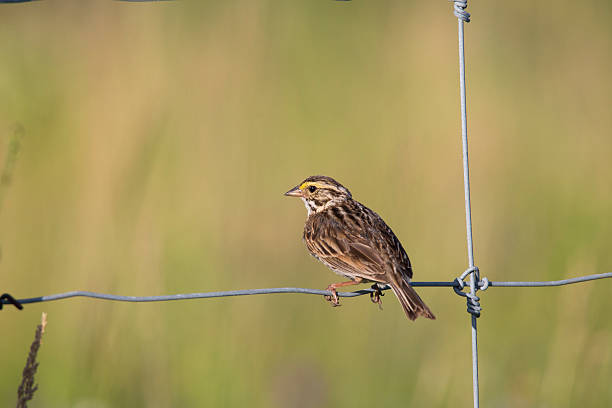 savannah sparrow in spring. - passerculus sandwichensis imagens e fotografias de stock