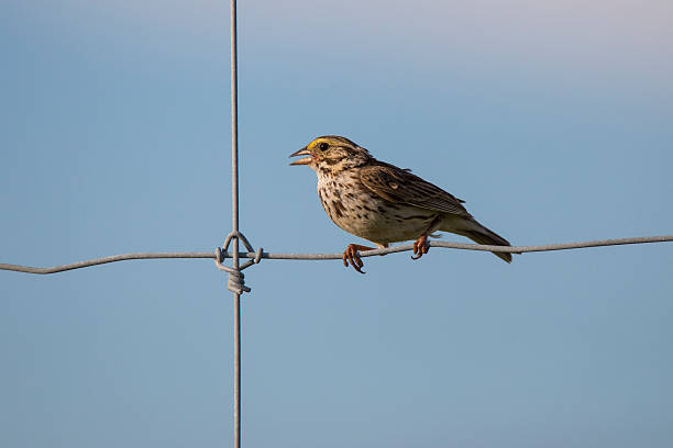 savannah sparrow in spring. - passerculus sandwichensis imagens e fotografias de stock