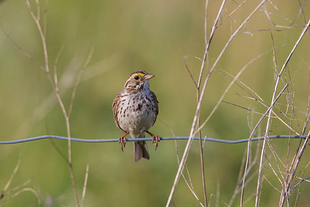 passero savana - passerculus sandwichensis foto e immagini stock