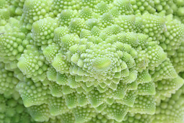 istock Closeup picture of Romanesco broccoli 545367264