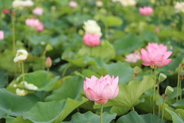istock Flower garden of Lotus 545367302