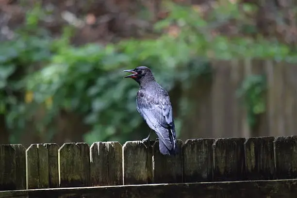 Black crow sitting on my fence with mouth open!