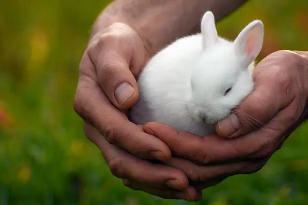 Photo of bunny sleeps in male hands
