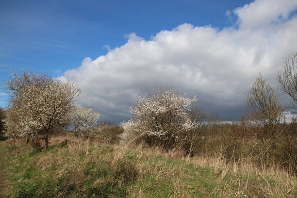 nuages et beaux arbres - cherrywood photos et images de collection
