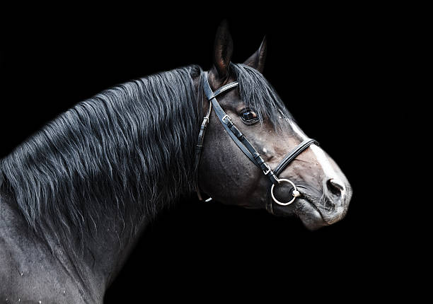 portret pięknej rasy sportive ogier na czarnym tle - trakehner horse zdjęcia i obrazy z banku zdjęć