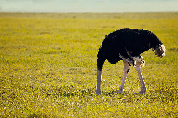 Scared ostrich Scared ostrich burying head in land. ostrich stock pictures, royalty-free photos & images
