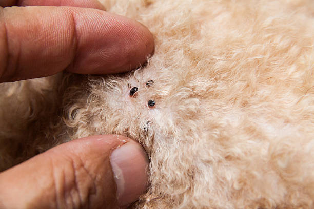 primo piano di acaro e pulci infettate sulla pelle di pelliccia del cane - flea foto e immagini stock