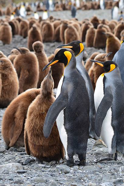 istock King Penguin Chick begs for Food 545371438