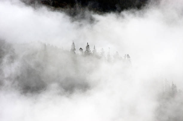istock Amazing mountain landscape with dense fog. Carpathian Mountains 545371542