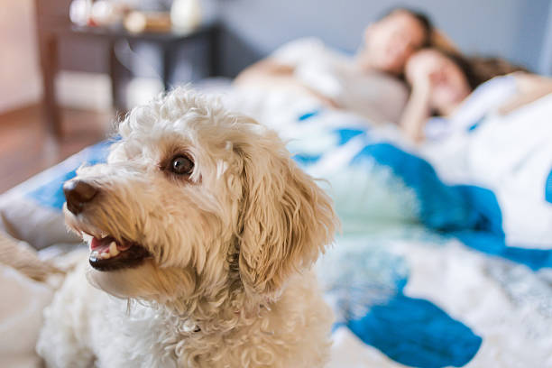 istock Cute little white dog in bad 545373352
