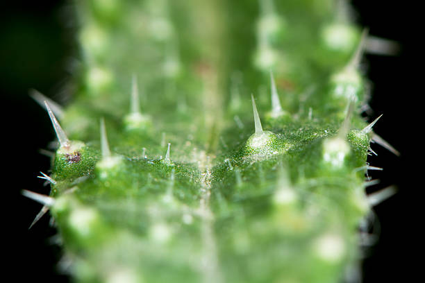 Bristly oxtongue (Picris echioides) leaf Spines on leaf of Prickly plant in the daisy family (Asteraceae) picris echioides stock pictures, royalty-free photos & images