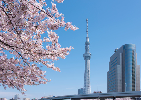 This is the Sky Tree and cherry trees along the Sumida River in Tokyo.