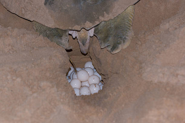 Turtle laying eggs on Bare Sand Island, Australia Flat back turtle laying eggs under full moon on Australian island sea turtle egg stock pictures, royalty-free photos & images