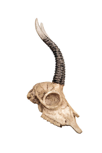istock Skull of goat, isolated on white background, side view 545375910