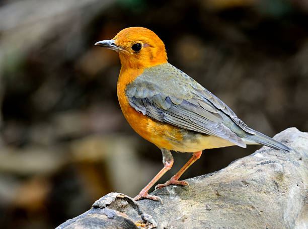 Beautiful Orange-headed thrush, a yellow and grey wings bird sta Beautiful Orange-headed thrush, a yellow and grey wings bird standing on the log orange headed thrush bird stock pictures, royalty-free photos & images