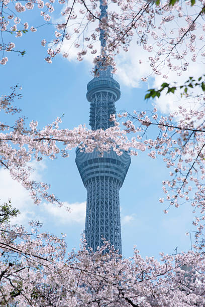 istock Image of the Tokyo sky tree and cherry blossom. 545376024