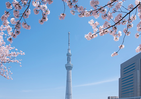 This is the Sky Tree and cherry trees along the Sumida River in Tokyo.