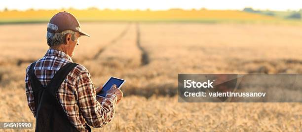 Farmer Examinig Wheat Field Status With Digital Tablet Stock Photo - Download Image Now