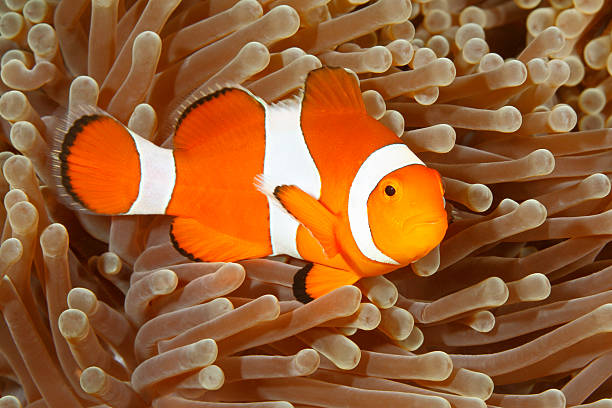 istock Clown Anemonefish, Amphiprion percula 545420402