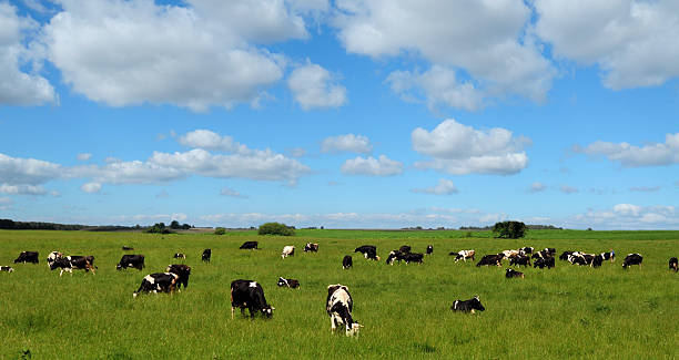 istock Grazing cows at the farm hozyaystve. 545421926