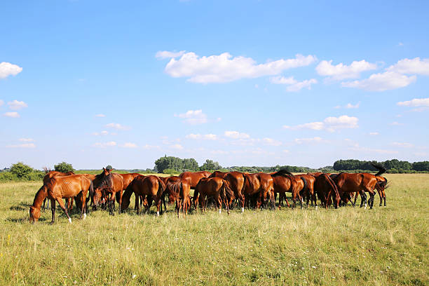 Mares and foals graze on green grass rural scene in the background