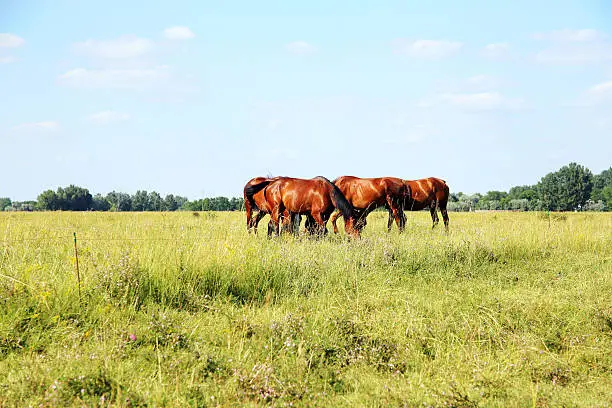 Purebred chestnut foals and mares eating green grass on the hungarian meadow puszta summertime rural scene