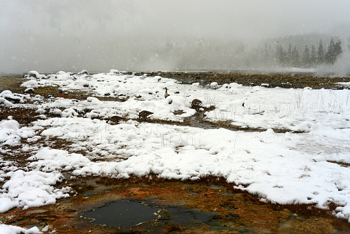 Canada goose Geothermal pool in winter Yellowstone National Park