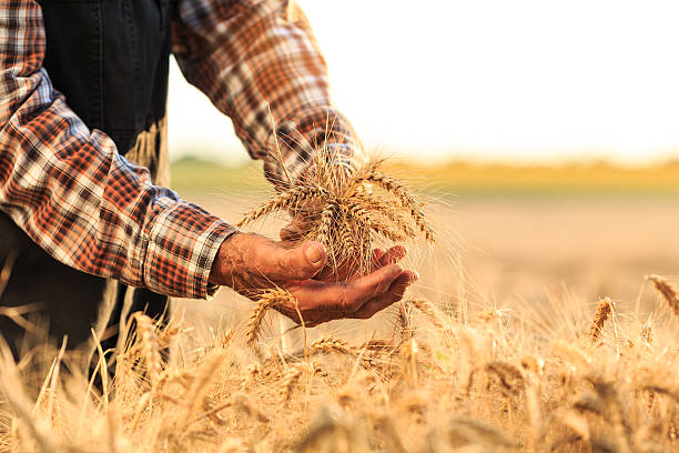 фермер, держащий цельные пшеничные культуры - composition selective focus wheat field стоковые фото и изображения