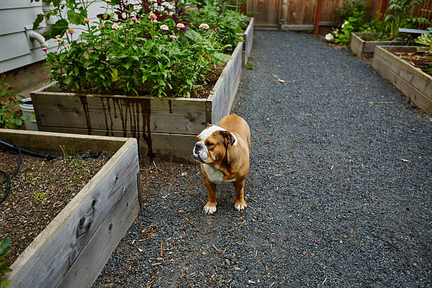 bulldog lindo junto a camas de jardín elevadas - foto de stock