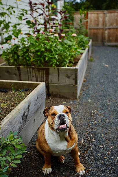 bulldog lindo junto a camas de jardín elevadas - foto de stock