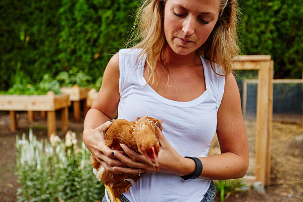 istock rural beautiful woman holding chicken 545425078