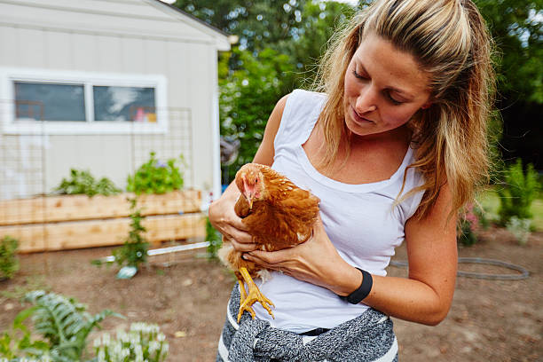 istock rural beautiful woman holding chicken 545425224