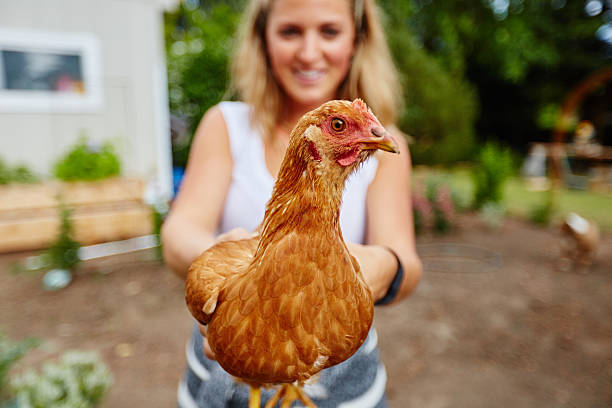 istock rural beautiful woman holding chicken 545425346