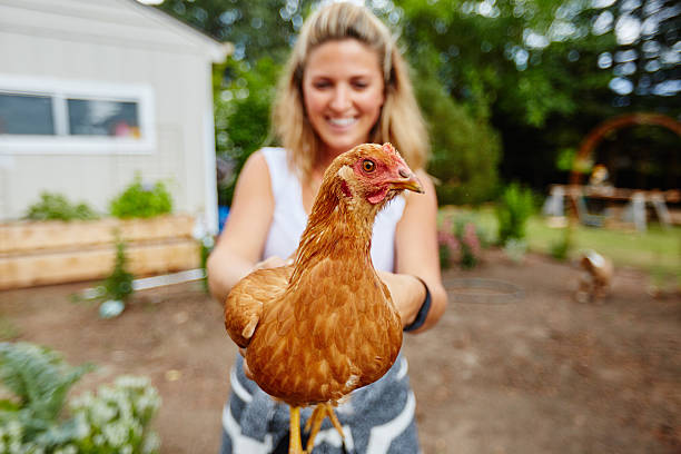 istock rural beautiful woman holding chicken 545425380