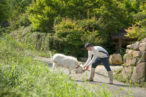 Kyoto iStockalypse.  A pet goat tied to a rope at the edge of a road stops grazing in the wild grass to play with a young man in rural, mountainous area.  Nara, Japan.