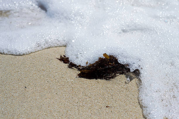Sea wave rolling on a sand beach with grass closeup