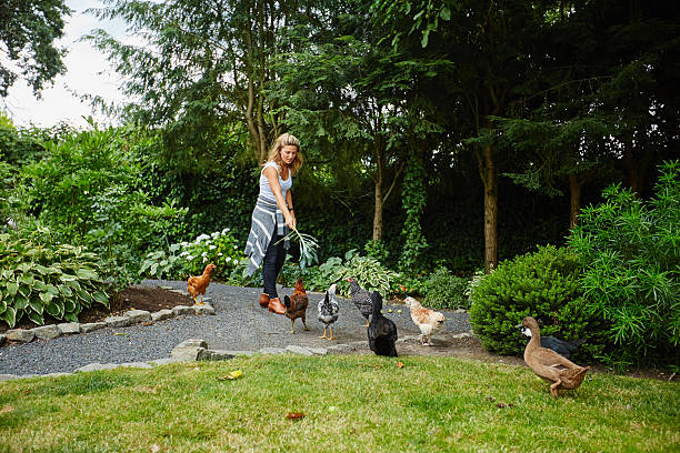 mujer alimentando pollos en el jardín - foto de stock