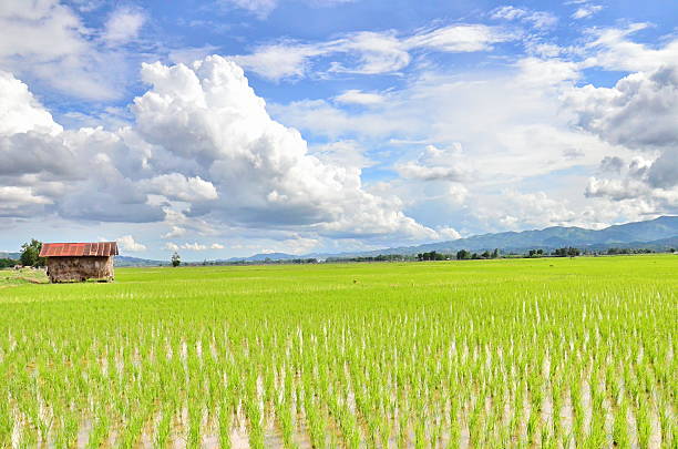 istock Paddy rice farm in Thailand 545426840