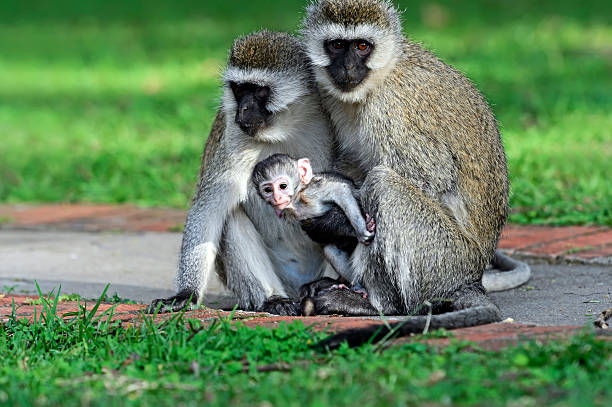 istock Vervet Monkey in the savannah 545426876